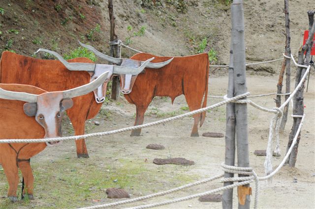 Cows with cow patties.